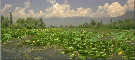 Lotus in Dal Lake