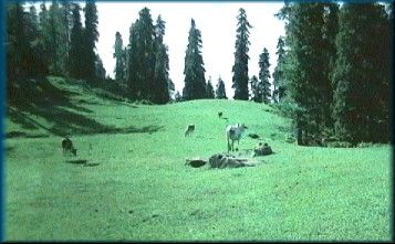 Sudhan Gali near Bagh